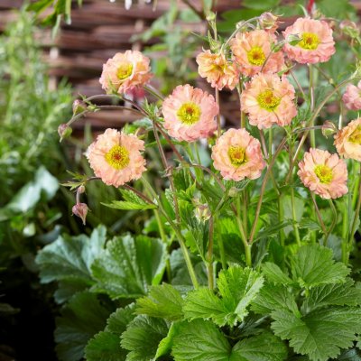 Geum hybr. Mai Tai, Trädgårdsnejlikrot, P11cm