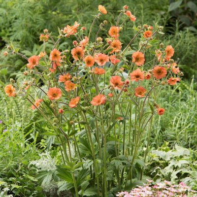 Geum hybr. Totally Tangerine ®, Trädgårdsnejlikrot