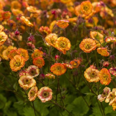 Geum hybr. Wet Kiss ®, Trädgårdsnejlikrot