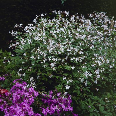 Gillenia trifoliata, Trebladspira