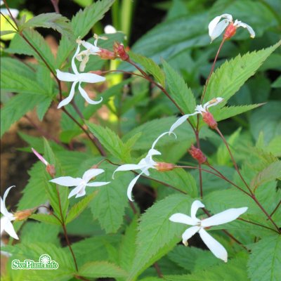 Gillenia trifoliata, Trebladspira, C11,5cm