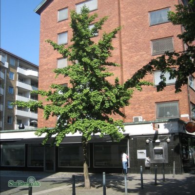 Ginkgo biloba, Ginkgo, 100-125 C5