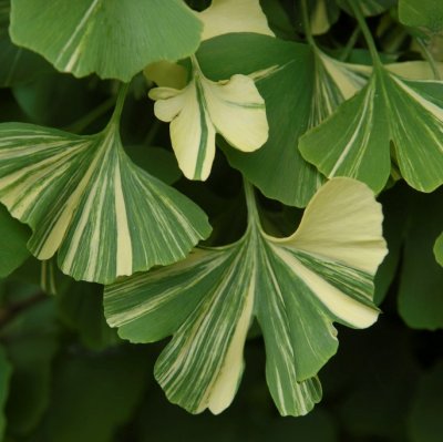 Ginkgo biloba Beijing Gold, Ginkgo, 25-30 C3