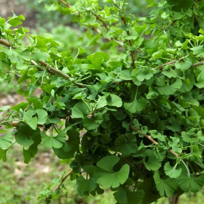 Ginkgo biloba Mariken, Ginkgo, 150 stam C7,5