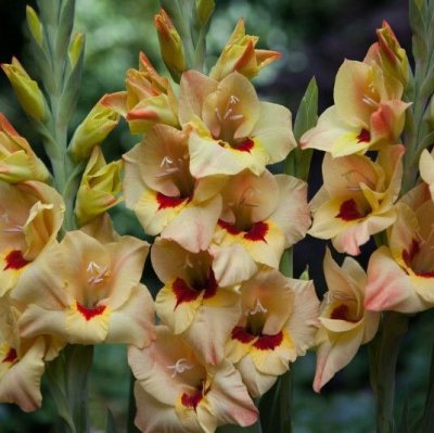 Gladiol Småblommig Bocelli 10st