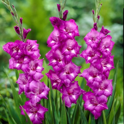 Gladiol Storblommig Blue Isle 10st