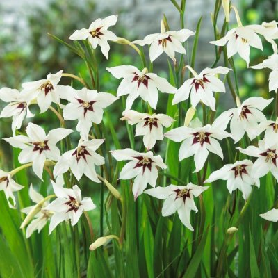Doftlilja Gladiolus murielae (callianthus) 10st