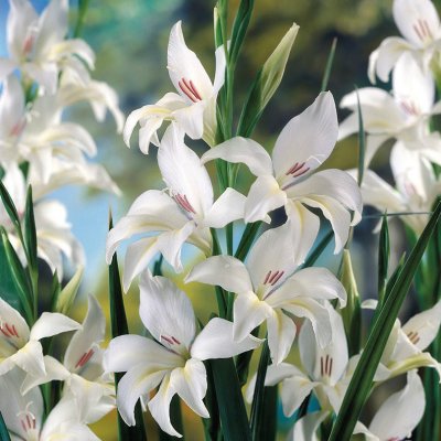 Gladiol Småblommig Albus 10st