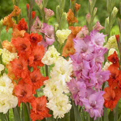 Gladiol Storblommig Frizzle Mix 10st