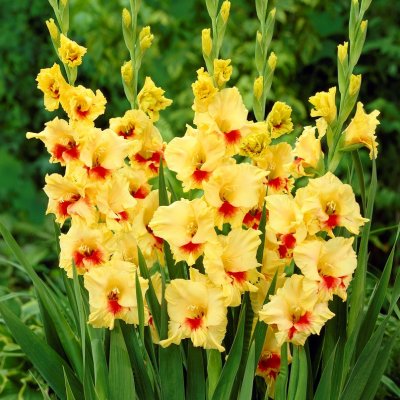 Gladiol Storblommig Jester 10st