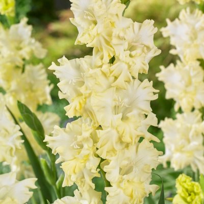 Gladiol Lemon Frizzle 10st