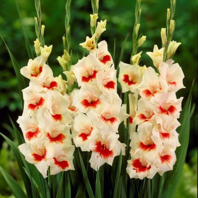 Gladiol Storblommig Mary Housley 10st