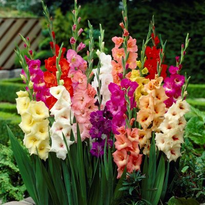 Gladiol Storblommig Blandade Färger 10st