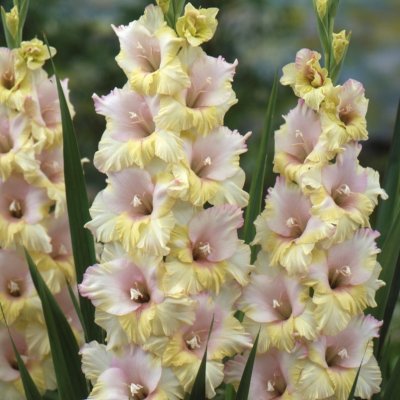 Gladiol Storblommig Mon Amour 10st