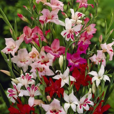 Gladiol Småblommig Blandade Färger 10st