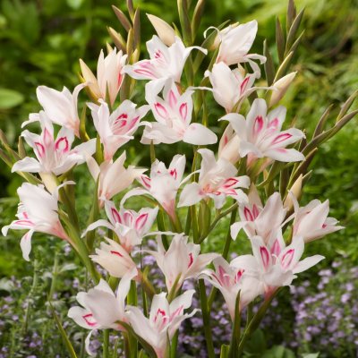 Gladiol Småblommig Nymph 10st