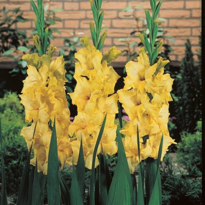 Gladiol Storblommig Nova Lux 10st
