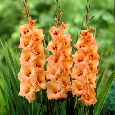 Gladiol Storblommig Peter Pears 10st