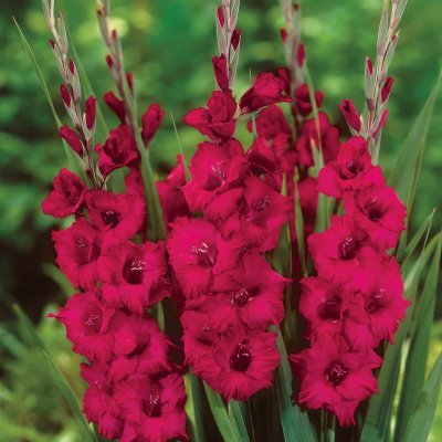 Gladiol Storblommig Plum Tart 10st