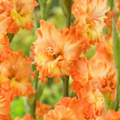 Gladiol Princess Frizzle 10st