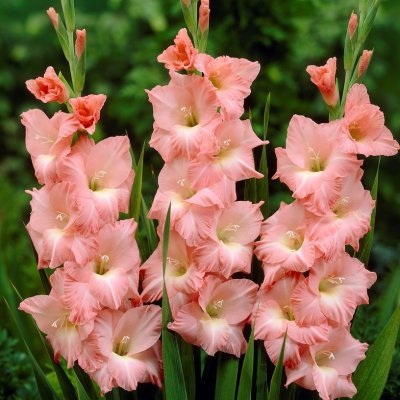 Gladiol Storblommig Rose Supreme 10st
