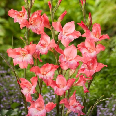 Gladiol Småblommig Charming Beauty 10st