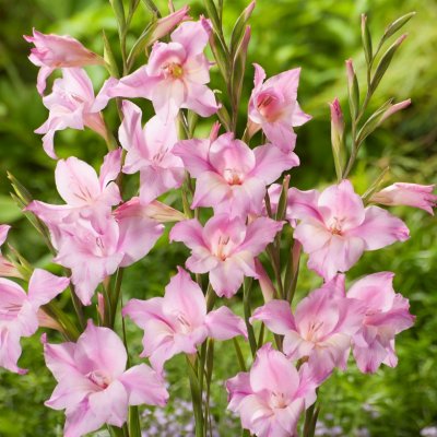 Gladiol Småblommig Charming Lady 10st