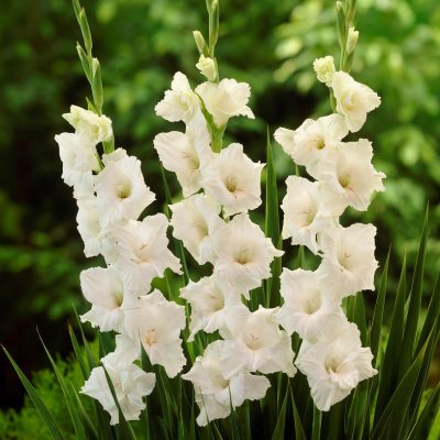 Gladiol Storblommig White Prosperity 10st