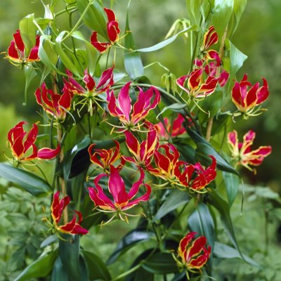 Gloriosa rothschildiana 1st