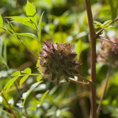 Glycyrrhiza glabra
