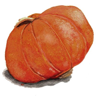 Squash, Vinter-, Gold Nugget