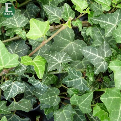 Hedera helix Grafik ® E (Edvin), Murgröna, C2