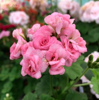 Rosenpelargon Grainger´s Antique Rose, kruka