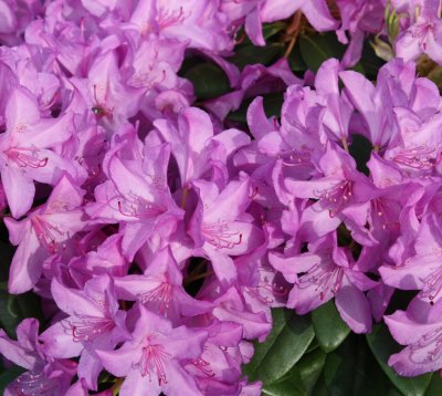 Rhododendron cataw. Grandiflorum, Parkrododendron, 40-50 C5