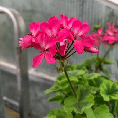 Dekorativpelargon Greengold Petit Pierre, kruka