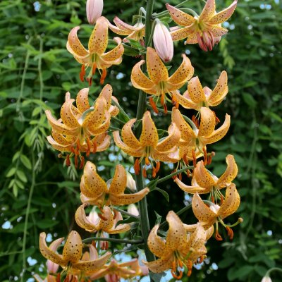 Lilium martagon Guinea Gold, Krollilja, P11cm
