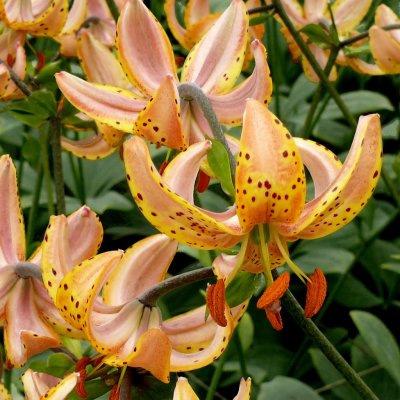Lilium martagon Guinea Gold, Krollilja, P11cm