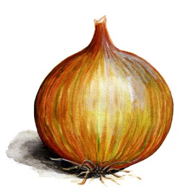 Gul Lök Laaer