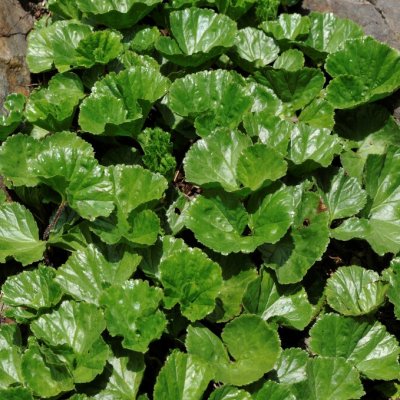 Gunnera magellanica, Krypgunnera, P9cm