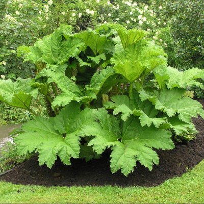 Gunnera manicata, Jättegunnera, P11cm
