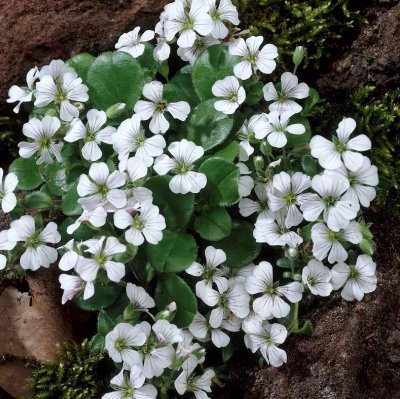 Gypsophila cerastioides, Mattslöja, P9cm