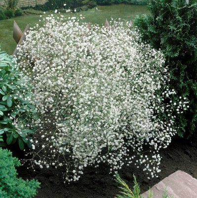 Gypsophila paniculata Bristol Fairy, Brudslöja