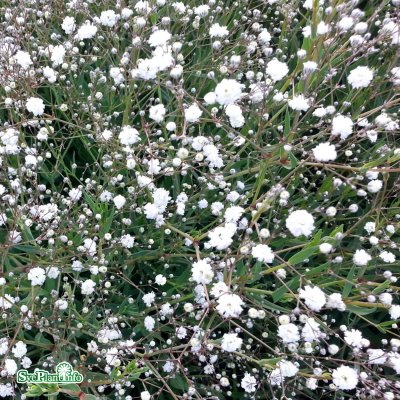 Gypsophila paniculata Bristol Fairy, Brudslöja, P9cm