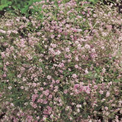 Gypsophila paniculata Maytime