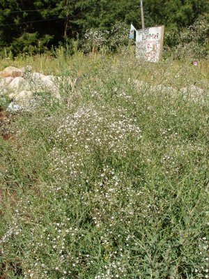 Gypsophila paniculata Schneeflocke, Brudslöja, P9cm