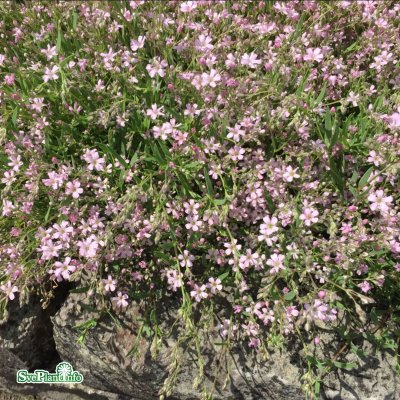 Gypsophila repens Rosea, Hängslöja, P9cm