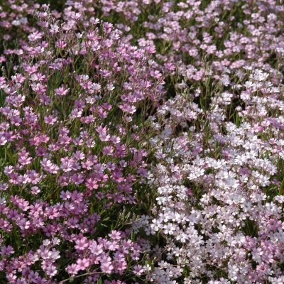 Gypsophila repens Rosea, Hängslöja, P9cm