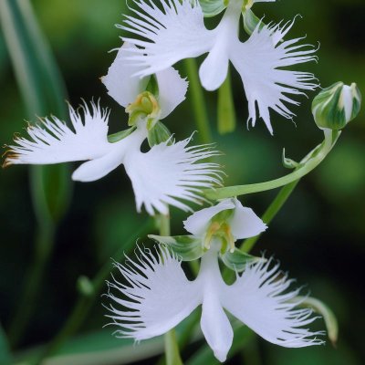 Hägerorkidée Pecteilis radiata (Habenaria radiata) 1st