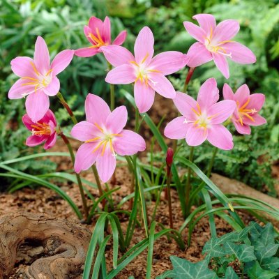 Väpnarlilja Habranthus robustus 15st