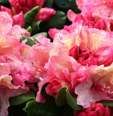 Rhododendron yak. Hachmann`s Brasilia - Inkarho, Rododendron Inkarho
